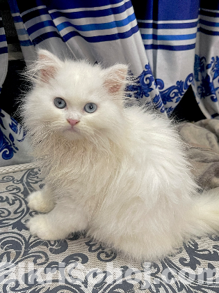 Blue eyes female persian